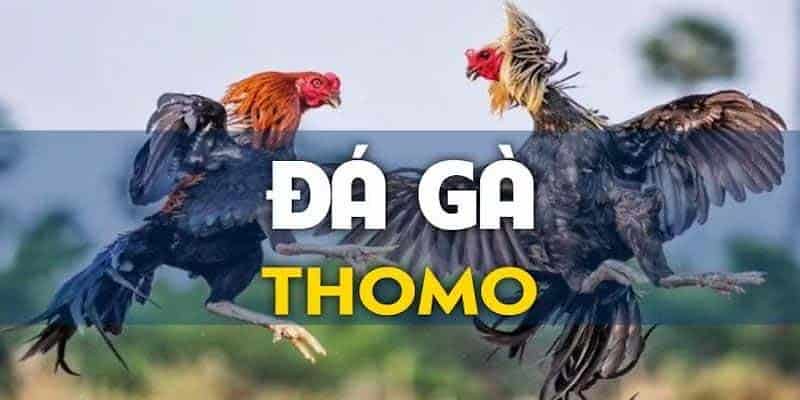 Đá gà Thomo sân chơi hấp dẫn bật nhất tại HUBET