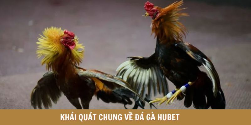 Tổng quan về sức hấp dẫn của đá gà HUBET